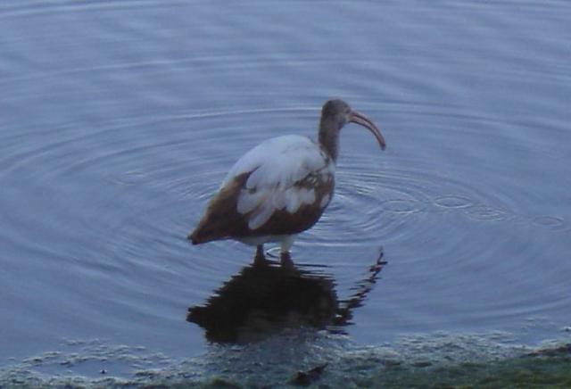 Immature Ibis